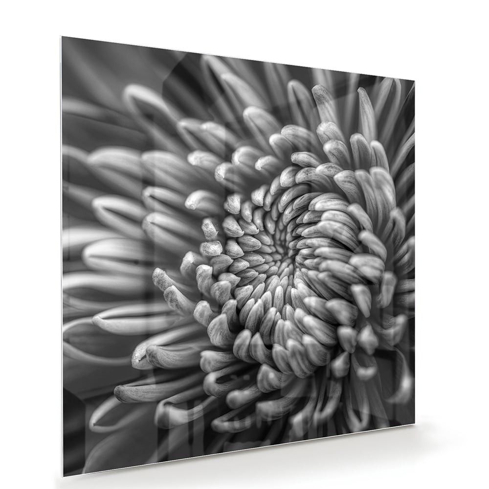Schwarz-Weiß-Glasbild mit geschwungener Blume – Glasbild aus Sicherheitsglas, Größe 100x70
