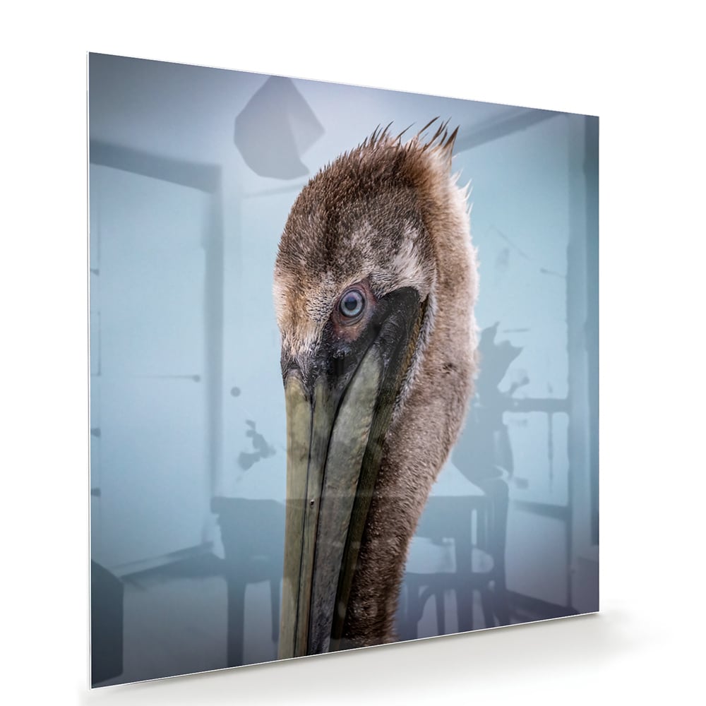 Stilvolles Glasbild mit Pelikan-Porträt – Glasbild aus Sicherheitsglas, Größe 100x70