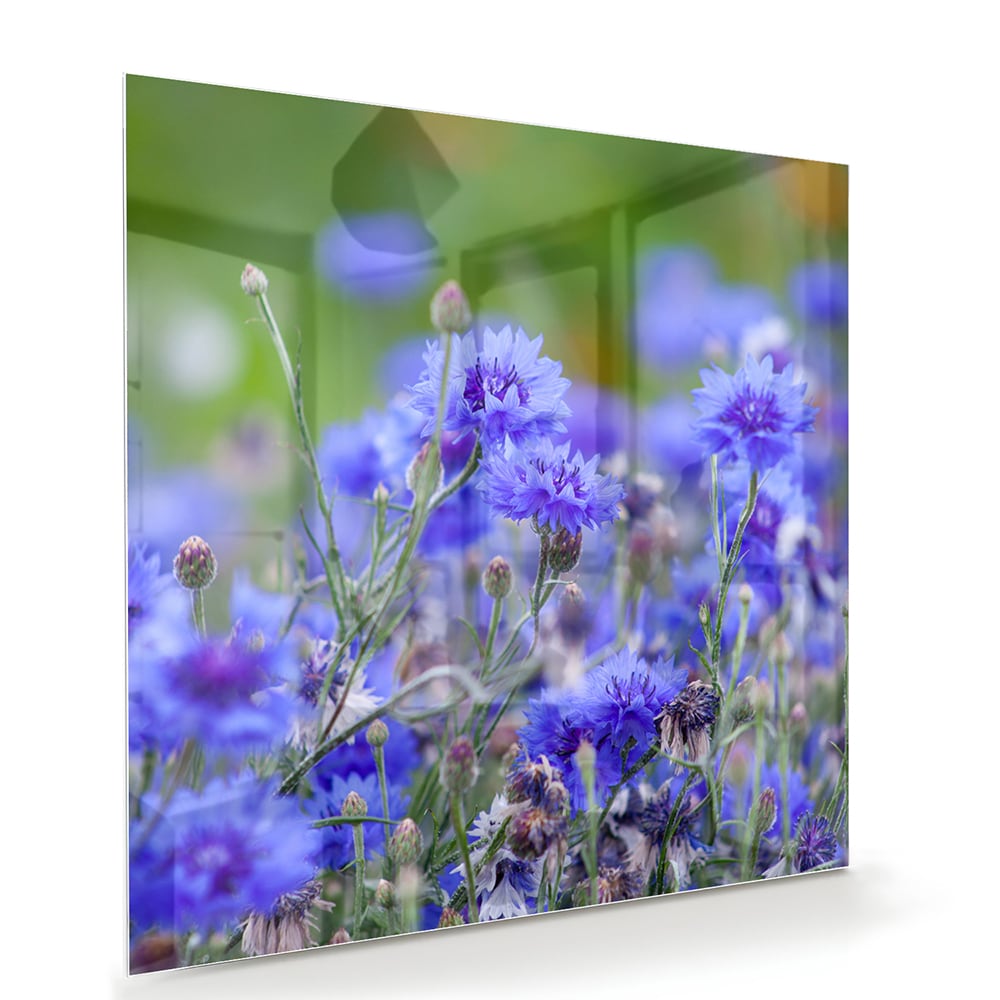 Glasbild mit violetten Blumen in ruhiger Szenerie – Glasbild aus Sicherheitsglas, Größe 100x70