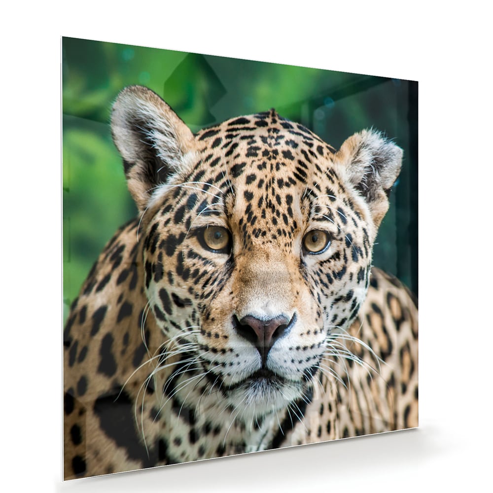 Beeindruckendes Glasbild mit einem Jaguar – Glasbild aus Sicherheitsglas, Größe 100x70