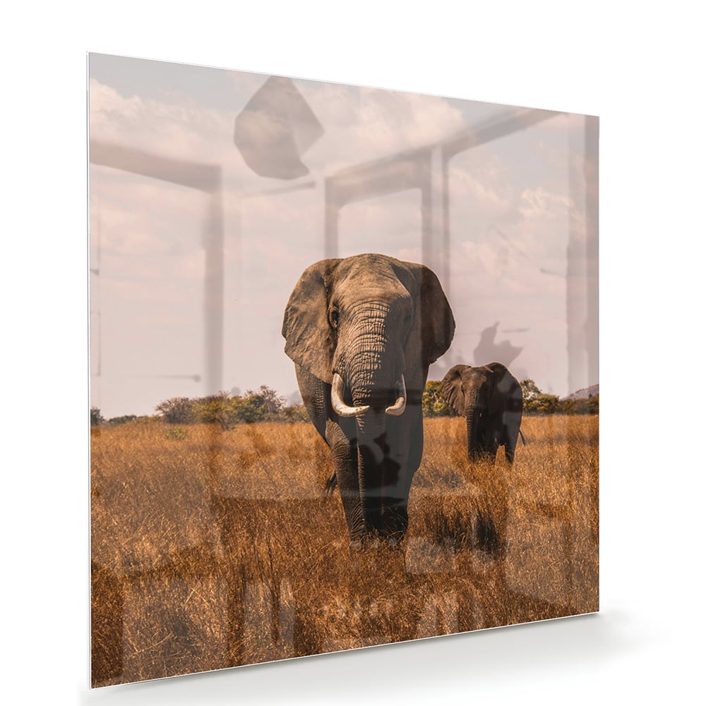 Wunderschönes Glasbild mit Elefanten in der Natur – Glasbild aus Sicherheitsglas, Größe 100x70