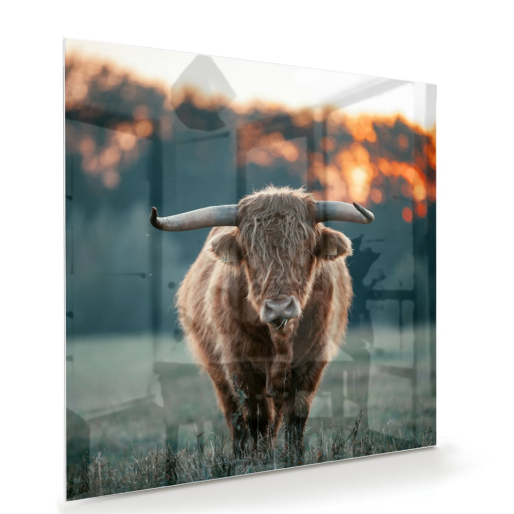 Glänzendes Glasbild mit schottischem Hochlandrind – Glasbild aus Sicherheitsglas, Größe 100x70