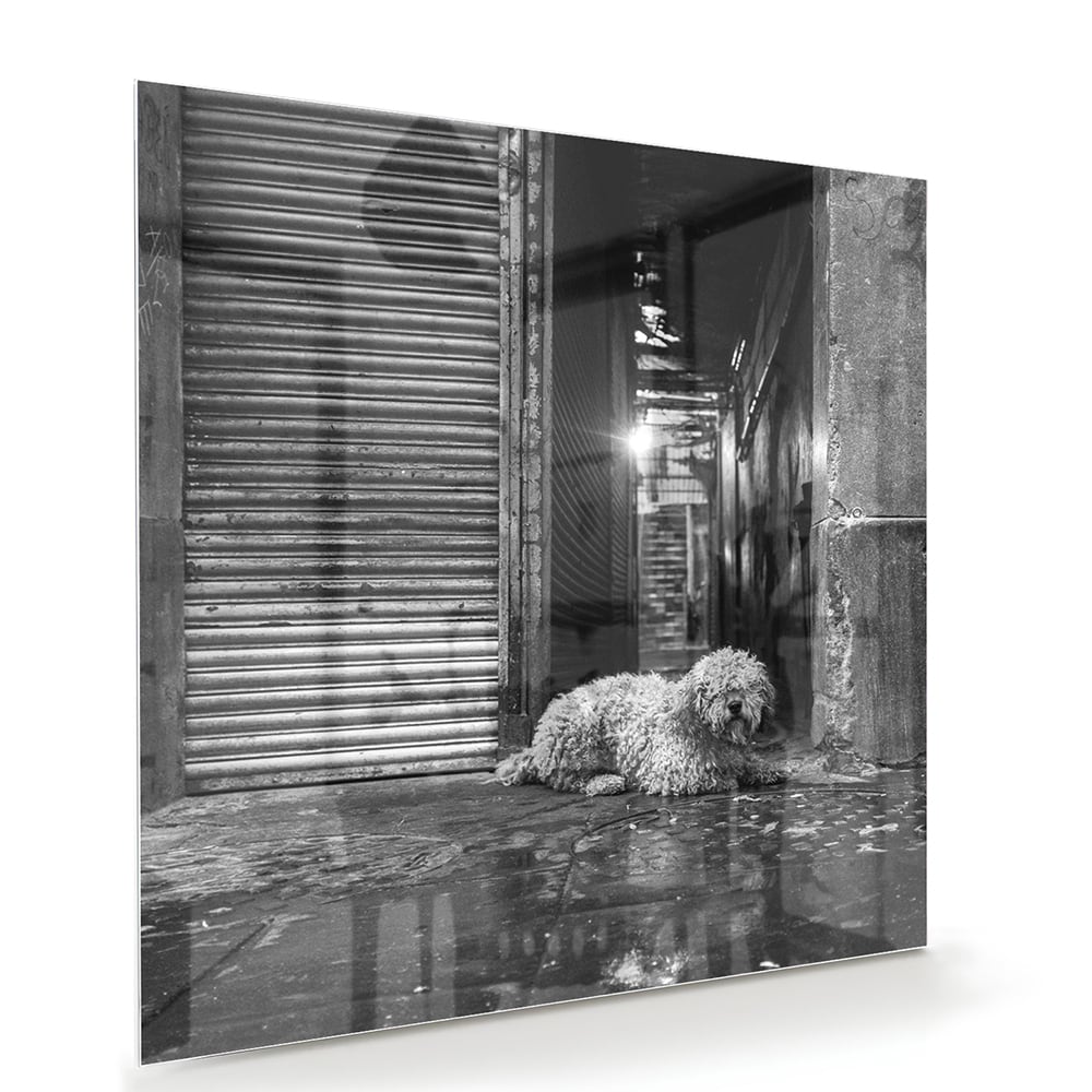 Schwarz-Weiß-Glasbild mit Hund in regnerischer Straßenszene – Glasbild aus Sicherheitsglas, Größe 100x70