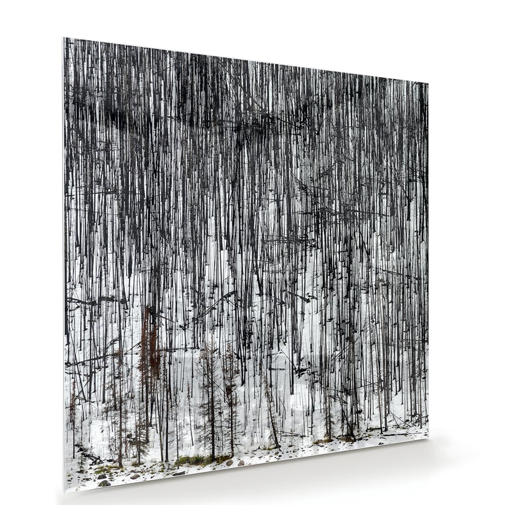 Minimalistisches Glasbild mit Bäumen – Glasbild aus Sicherheitsglas, Größe 100x70