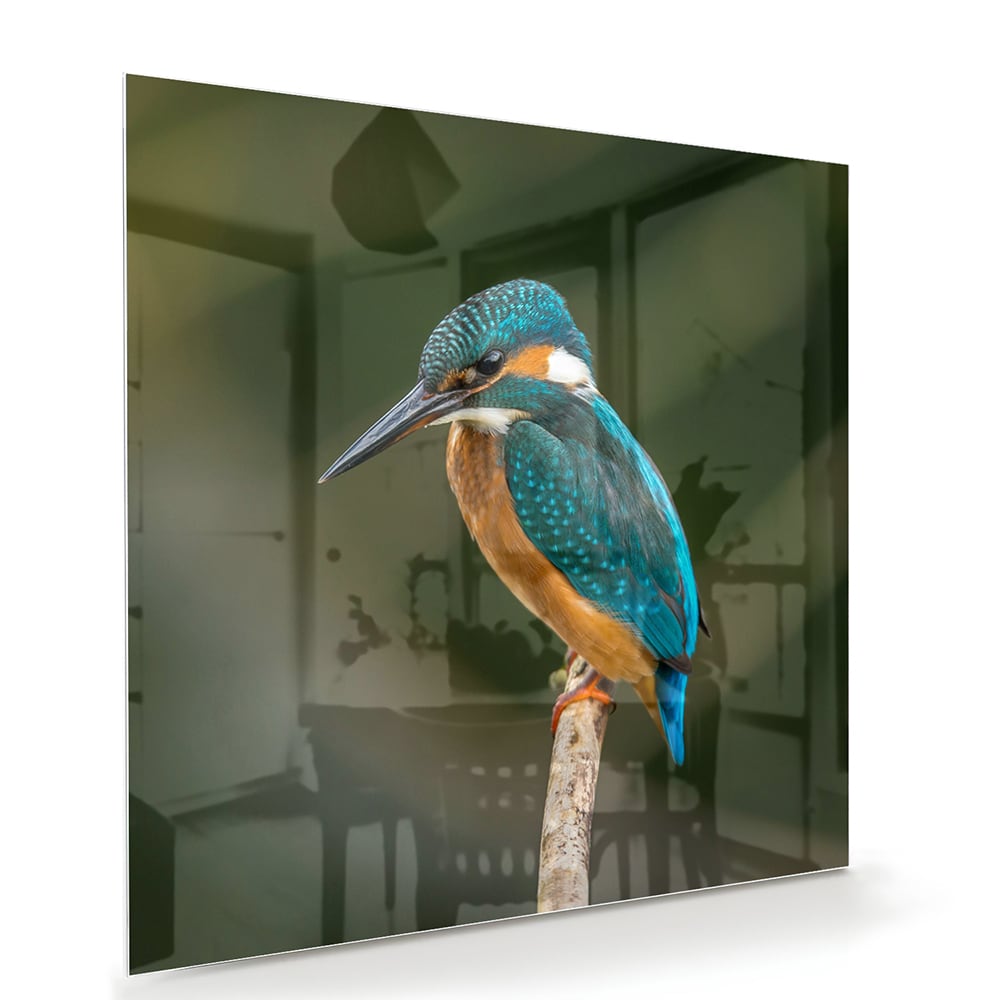 Elegantes Glasbild mit einem Eisvogel – Glasbild aus Sicherheitsglas, Größe 100x70