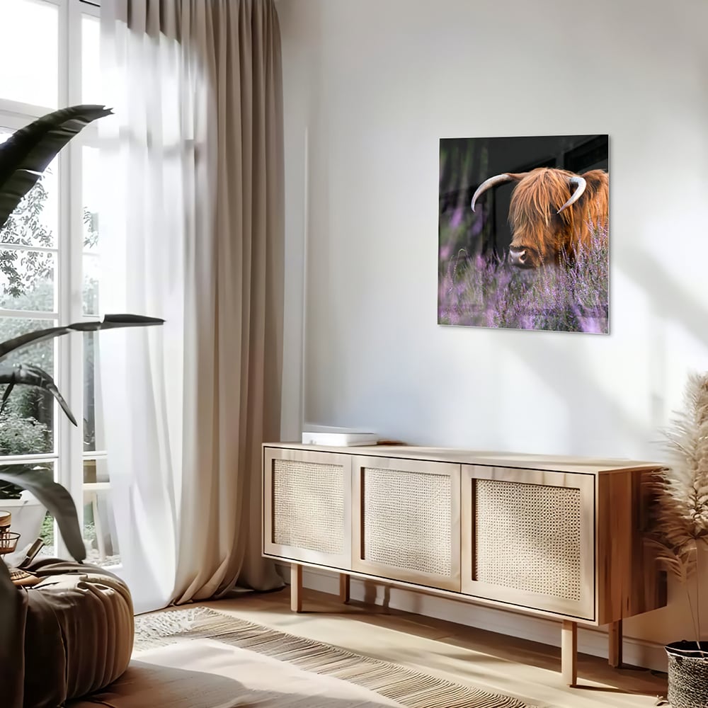 Glasbild mit einem schottischen Hochlandrind in Lavendel – Glasbild aus Sicherheitsglas, Größe 120x60