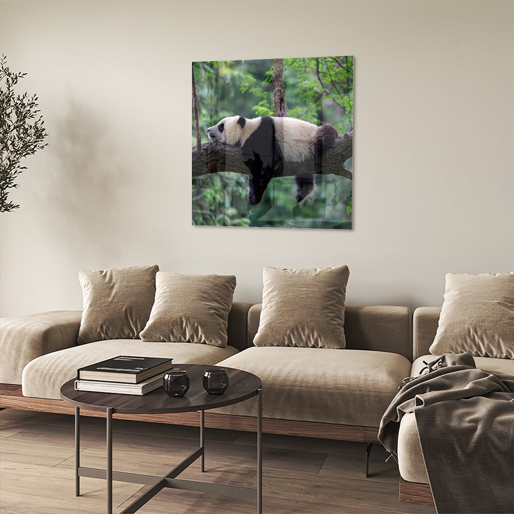 Glasbild mit entspanntem Panda auf einem Ast – Glasbild aus Sicherheitsglas, Größe 90x90_rond
