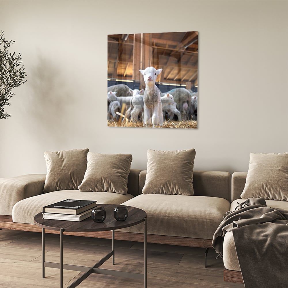 Glasbild – Niedliche Lämmer in einem Stall – Glasbild aus Sicherheitsglas, Größe 90x90_rond