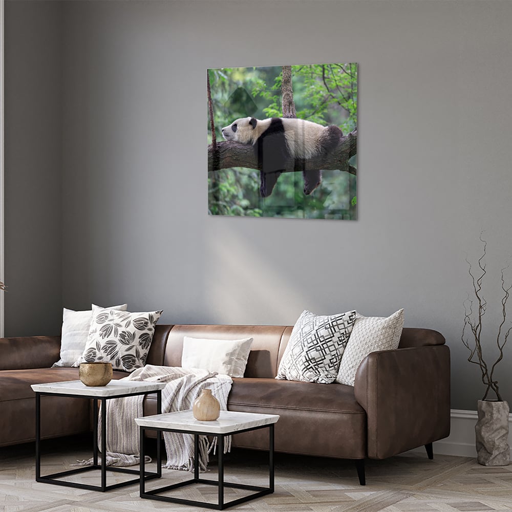 Glasbild mit entspanntem Panda auf einem Ast – Glasbild aus Sicherheitsglas, Größe 120x80