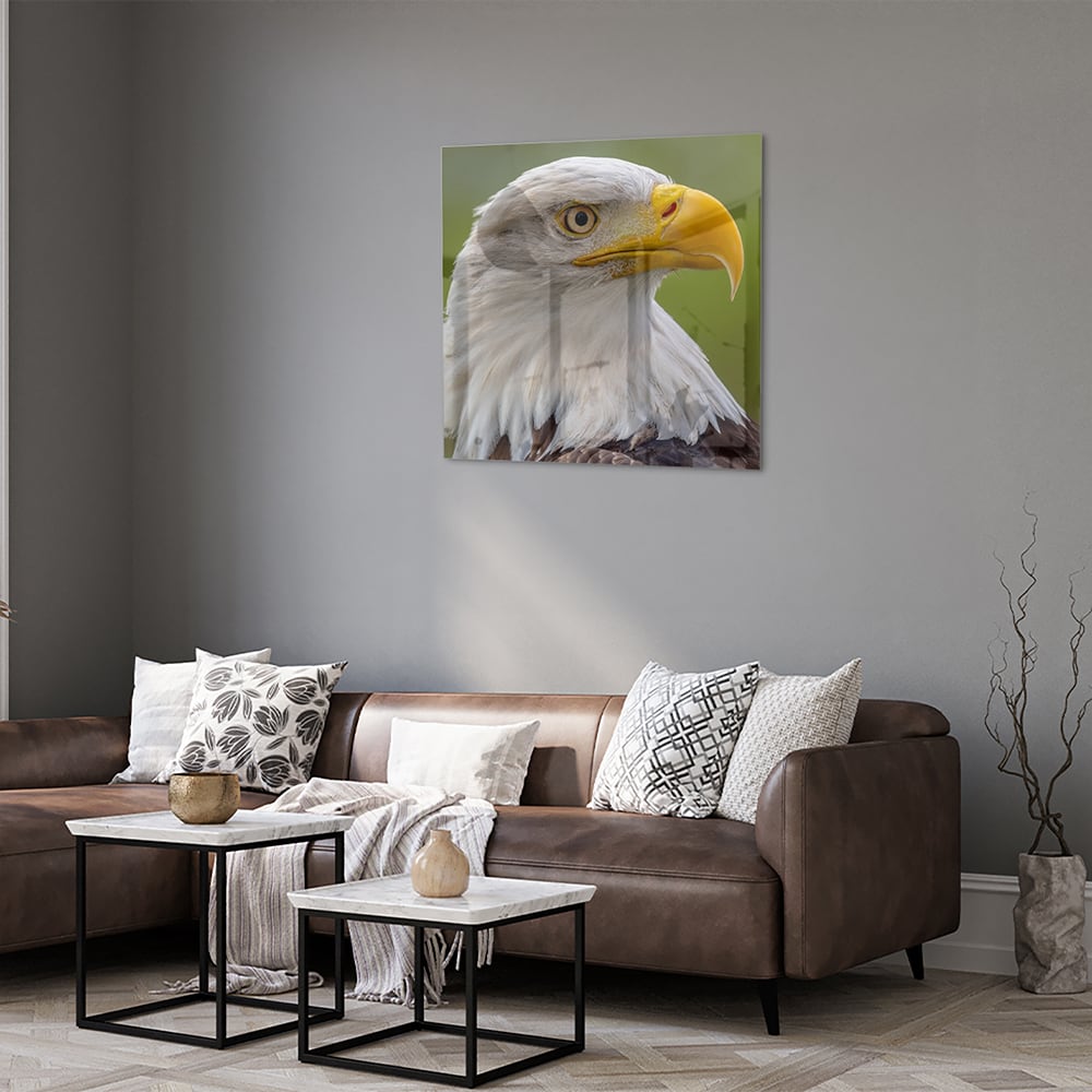 Glasbild mit majestätischem amerikanischen Weißkopfseeadler – Glasbild aus Sicherheitsglas, Größe 120x80