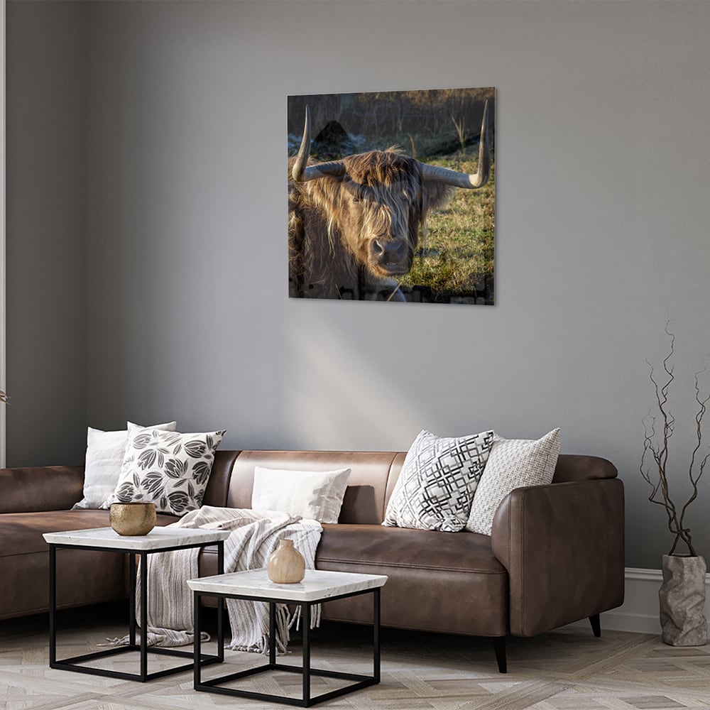 Glasbild mit einem Highland-Rind in natürlichem Licht – Glasbild aus Sicherheitsglas, Größe 120x80