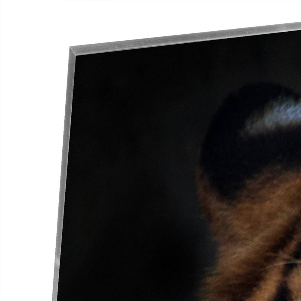 Kraftvoller Tiger – Glasbild für Ihr Interieur – Glasbild aus Sicherheitsglas, Größe 100x100_rond