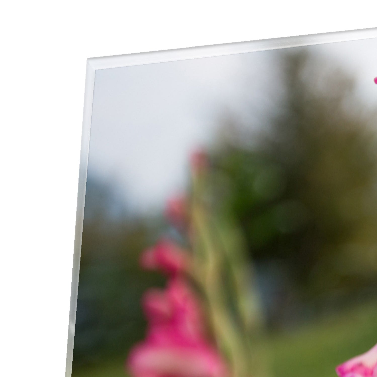 Glasbild mit wunderschönen rosa Gladiolen – Glasbild aus Sicherheitsglas, Größe 100x100_rond