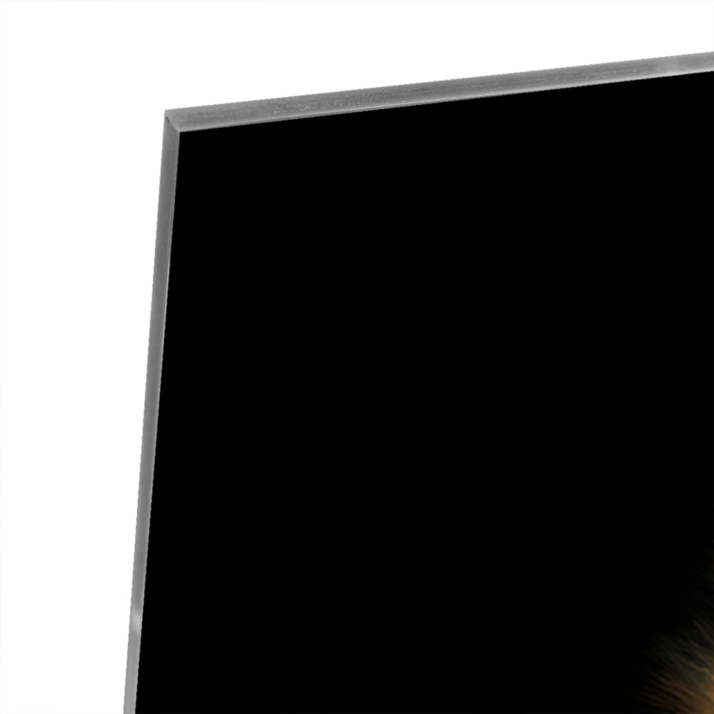 Glasbild mit majestätischem Löwen – Glasbild aus Sicherheitsglas, Größe 100x100_rond