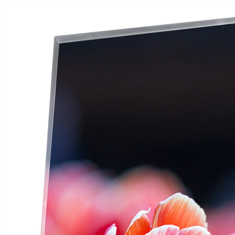 Glasbild – Lebendige rote Tulpen – Glasbild aus Sicherheitsglas, Größe 100x100_rond