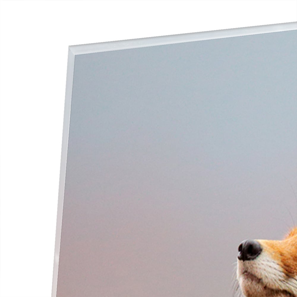 Stilvolles Glasbild mit einem Fuchs in der Natur – Glasbild aus Sicherheitsglas, Größe 100x100_rond