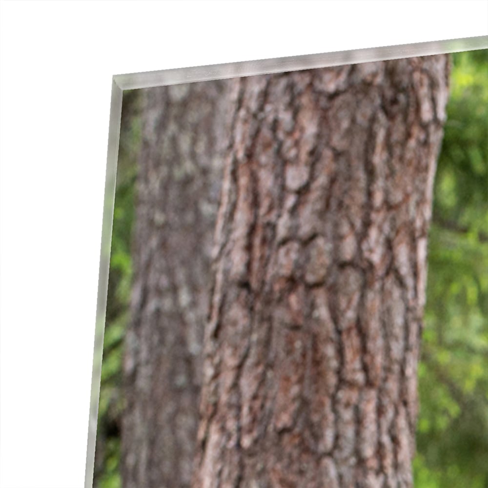 Glasbild mit beeindruckenden Grizzlybären in der Wildnis – Glasbild aus Sicherheitsglas, Größe 100x100_rond