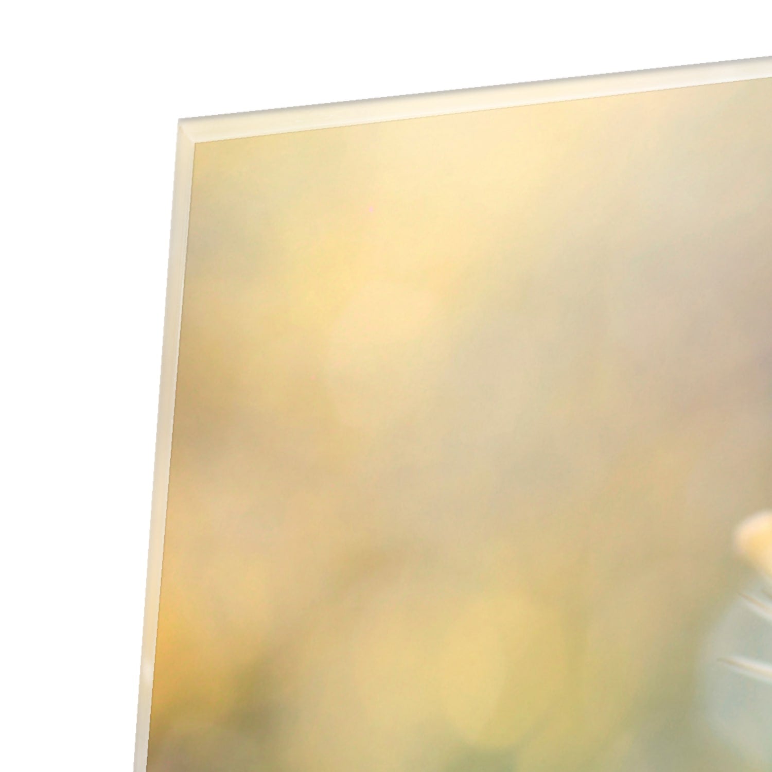 Elegantes Glasbild mit weißer Lilie – Glasbild aus Sicherheitsglas, Größe 100x100_rond