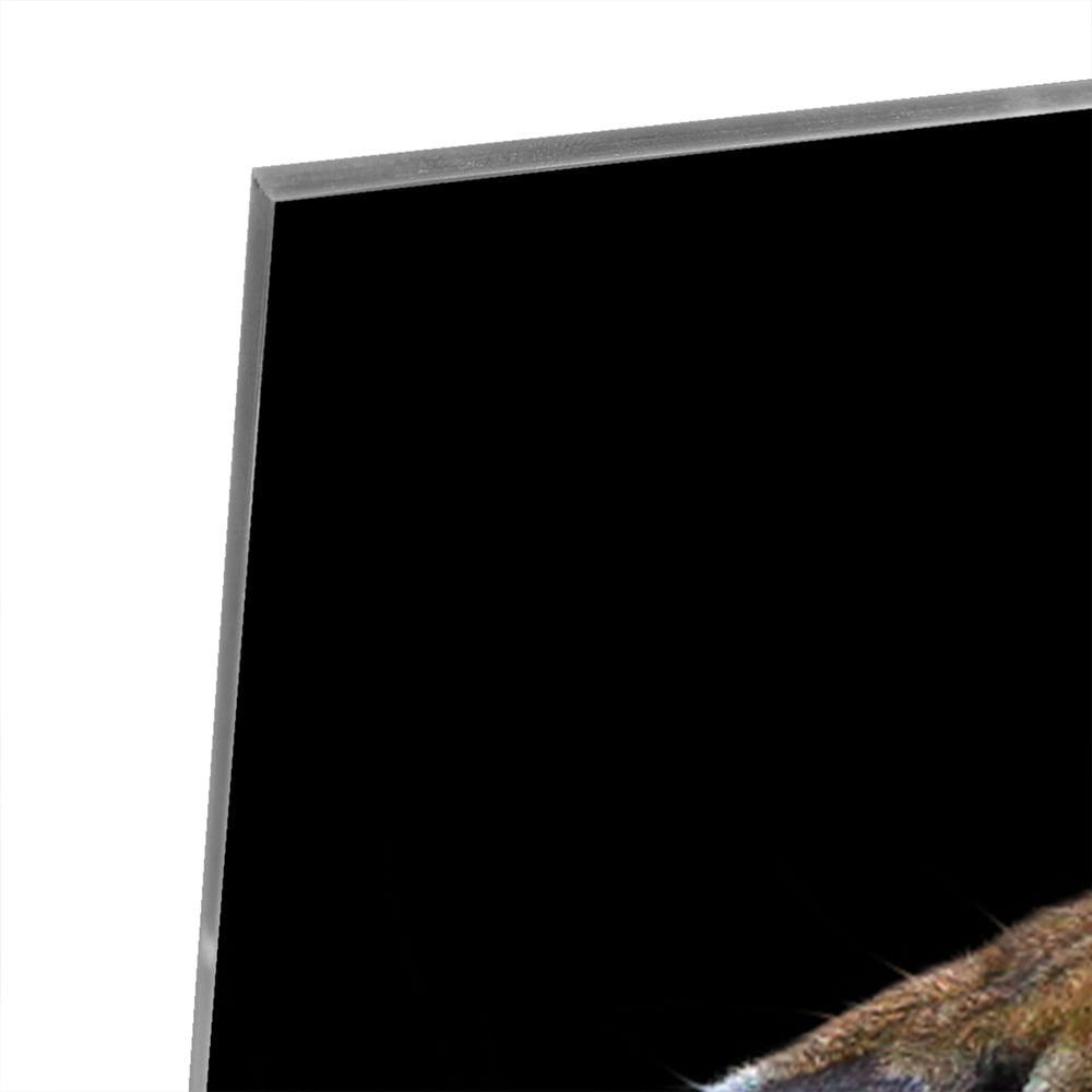 Beeindruckendes Glasbild mit einem brüllenden Tiger – Glasbild aus Sicherheitsglas, Größe 100x100_rond
