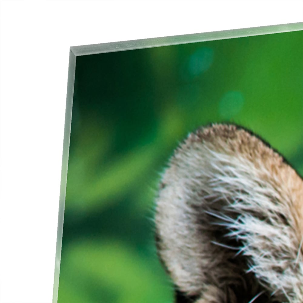 Beeindruckendes Glasbild mit einem Jaguar – Glasbild aus Sicherheitsglas, Größe 100x100_rond