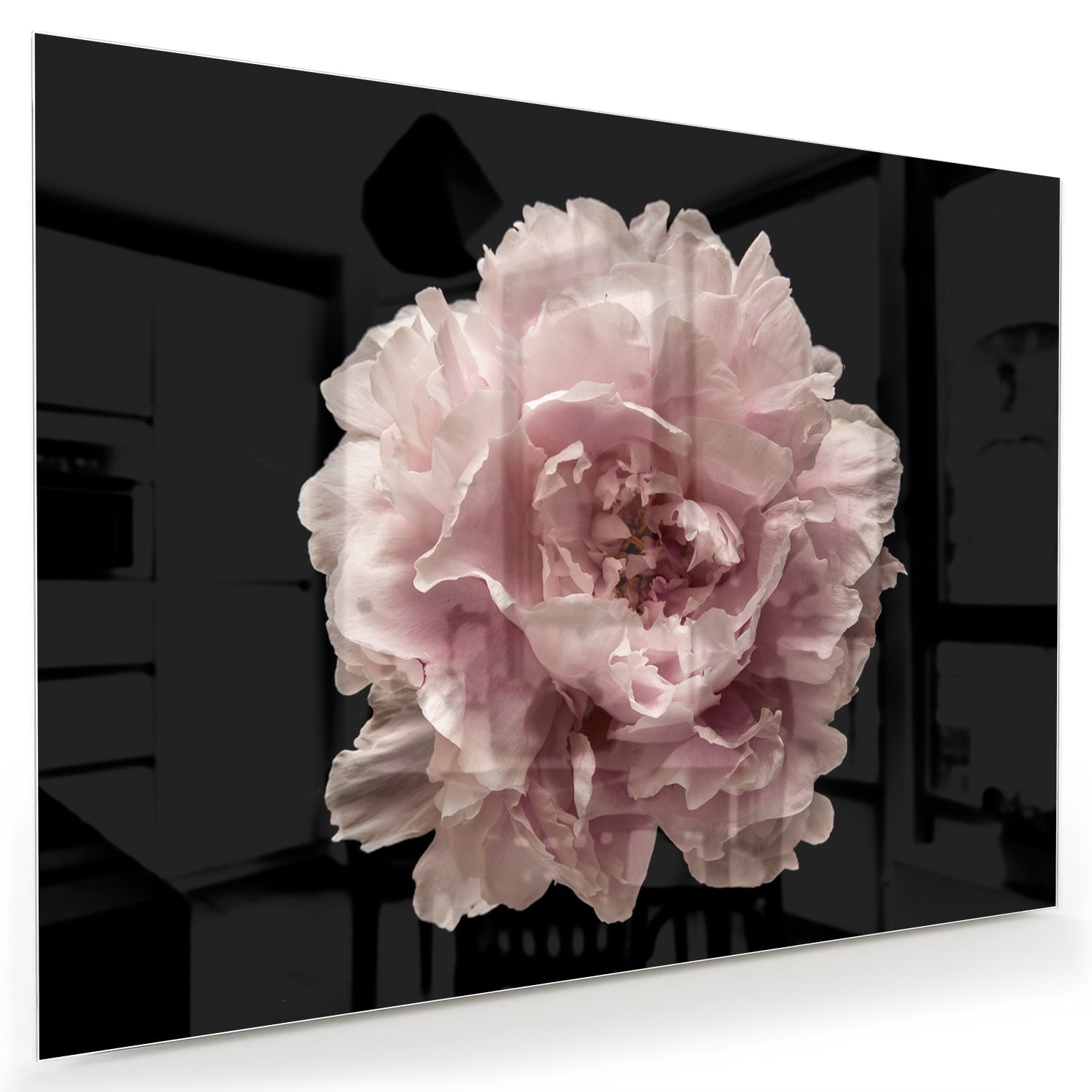 Elegantes Glasbild mit Rosenblüte auf schwarzem Hintergrund – perfekt für Ihr Interieur