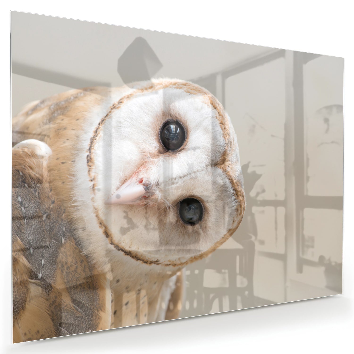 Glasbild mit einer neugierigen, eigenwilligen Eule