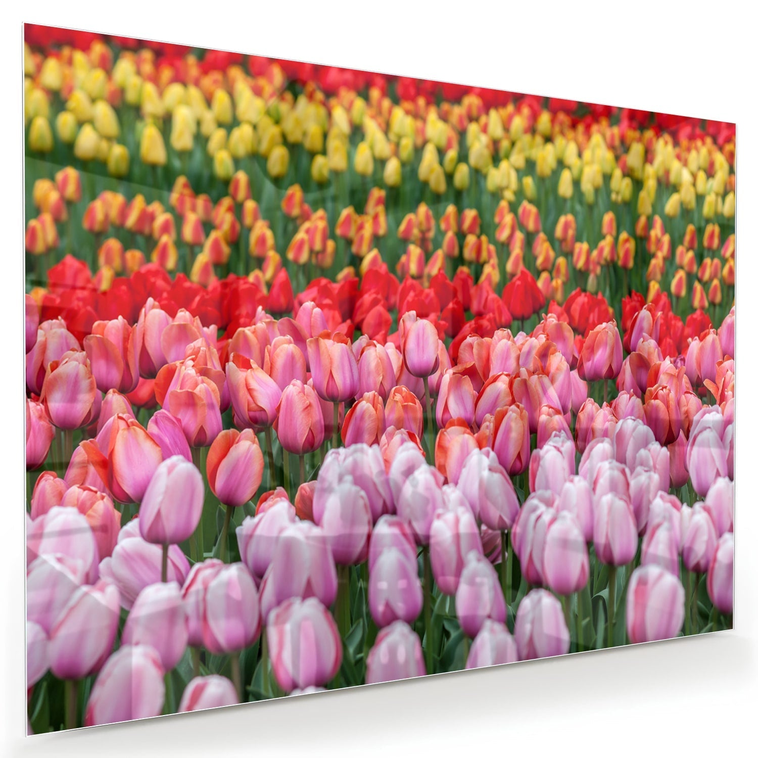 Glasbild mit farbenfrohen Tulpen in einem blühenden Garten
