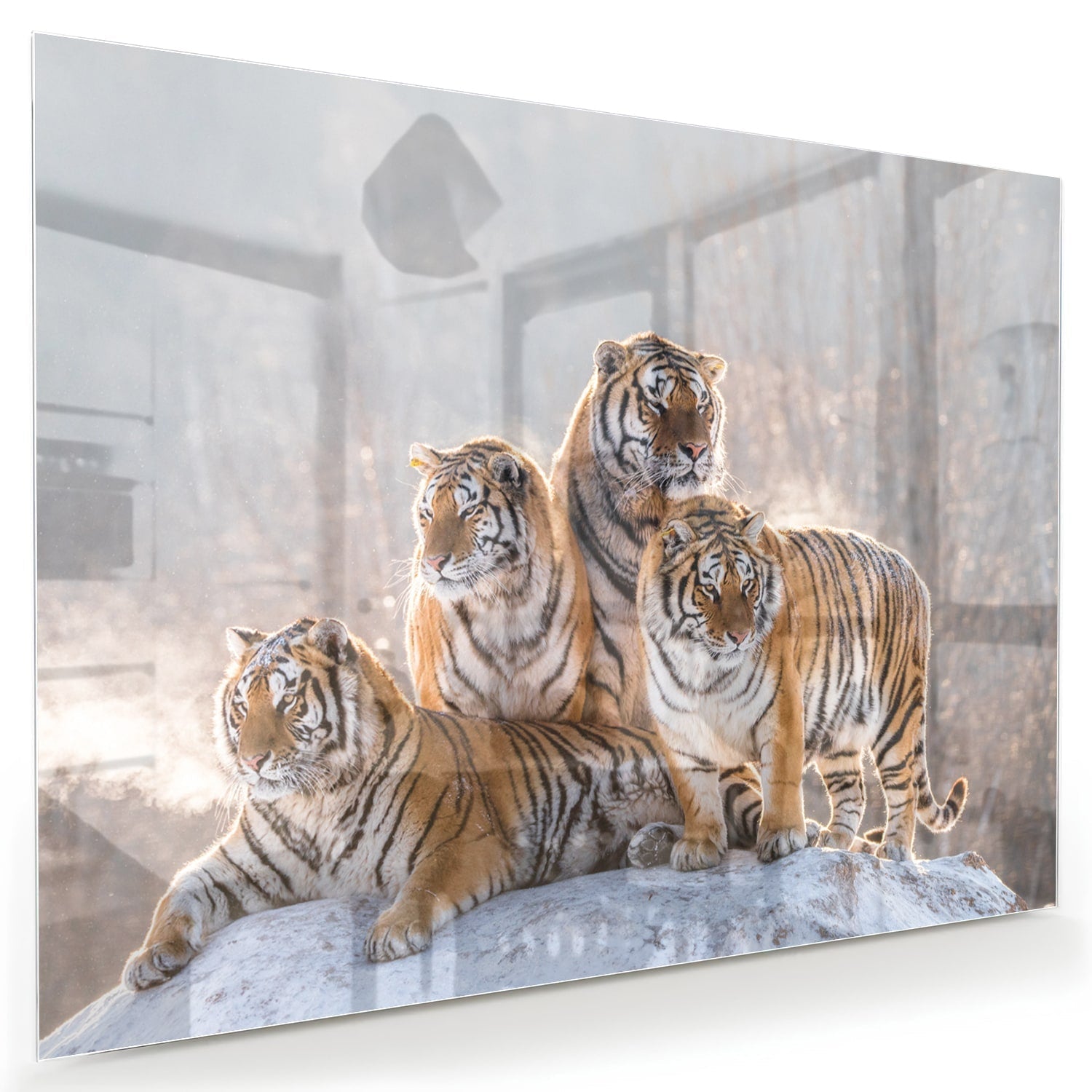 Glasbild mit drei majestätischen Tigern