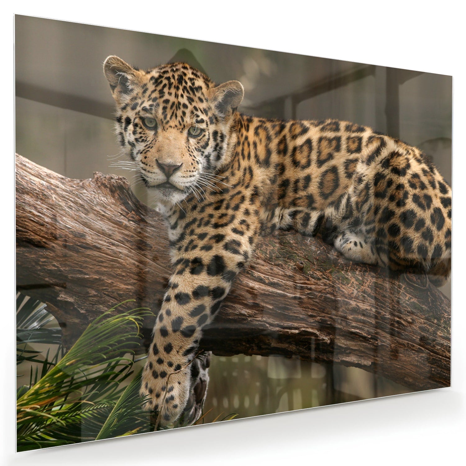 Glasbild mit einem majestätischen Jaguar