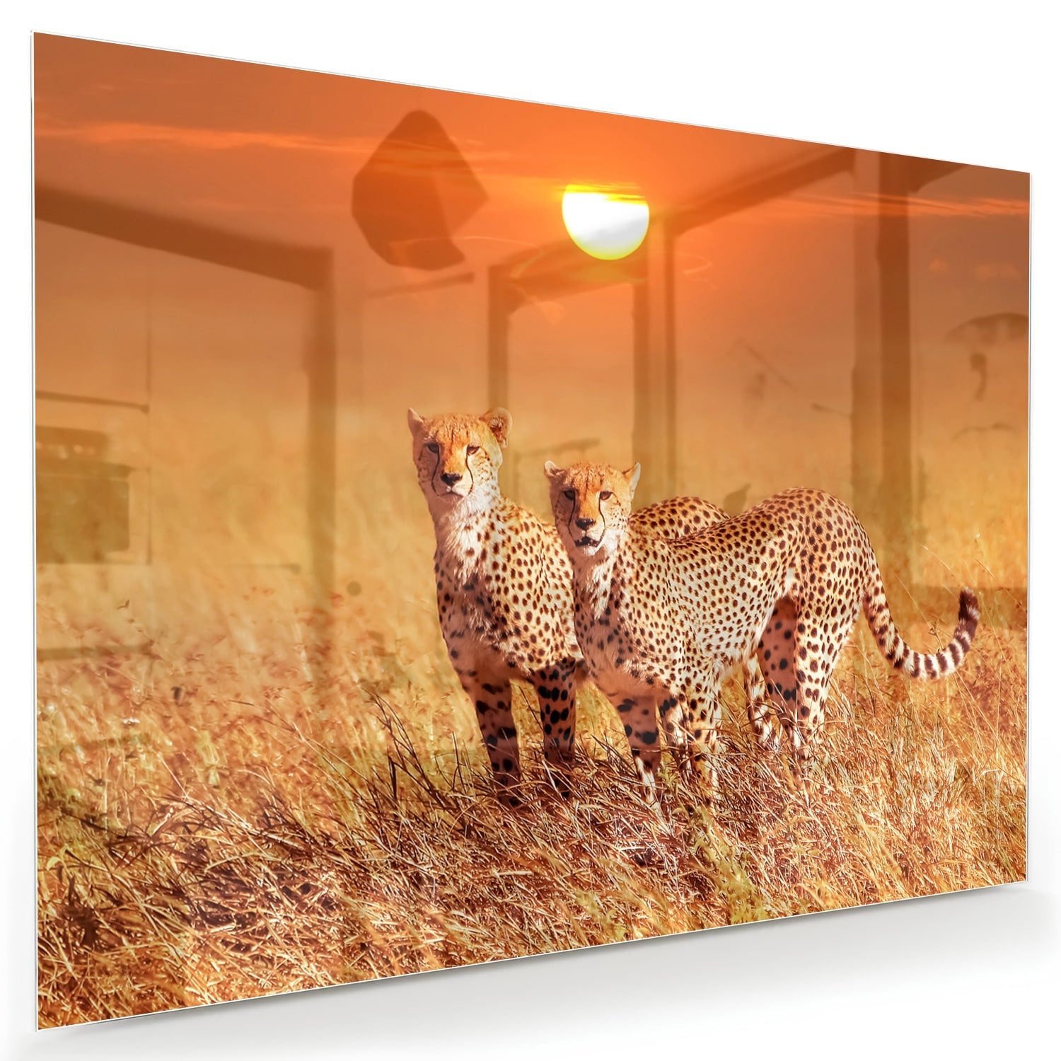 Elegantes Glasbild mit Geparden in der Natur