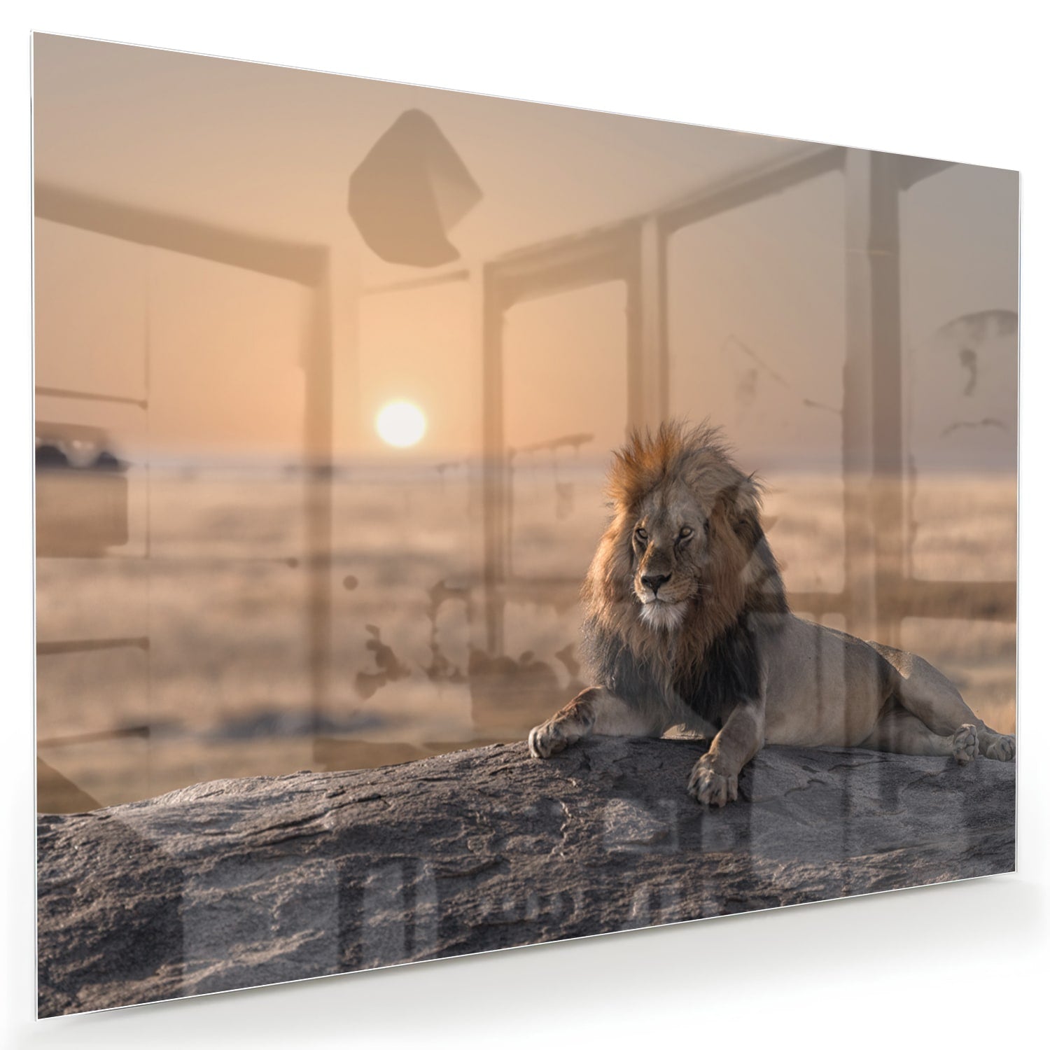 Glasbild – Majestätischer Löwe bei Sonnenuntergang