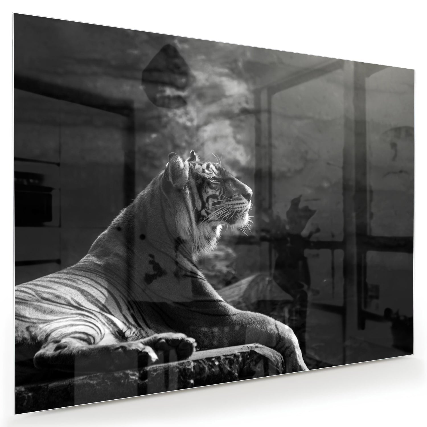 Schwarz-Weiß-Glasbild mit einem majestätischen Tiger