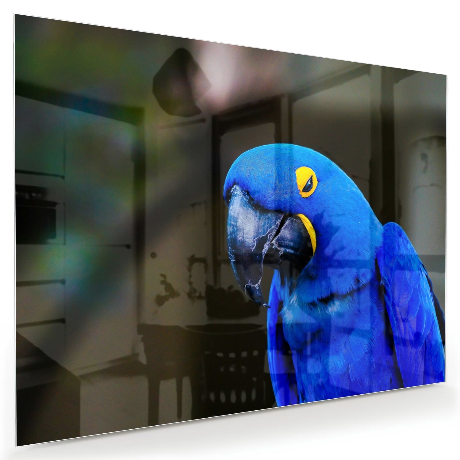 Glasbild mit einem wunderschönen blauen Ara