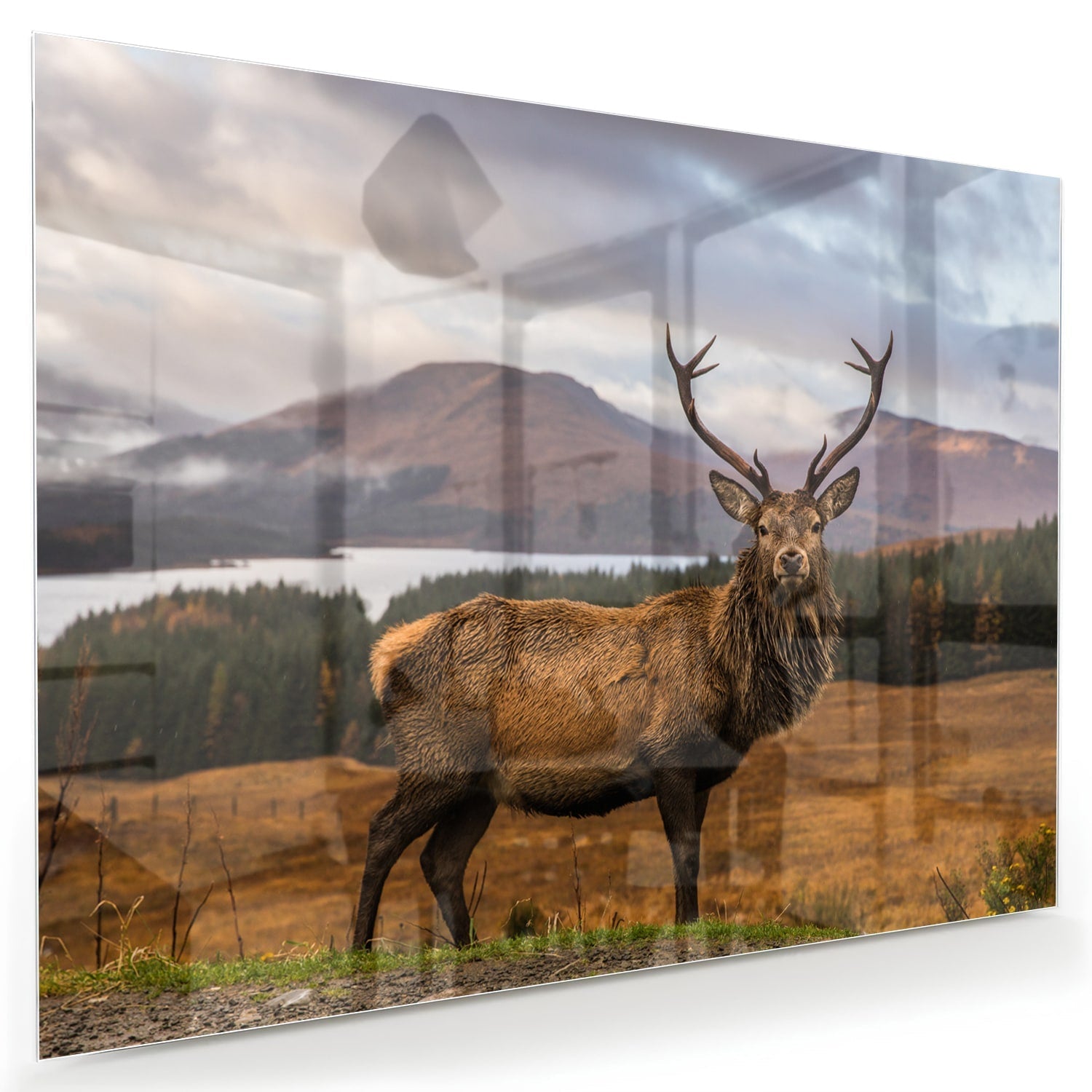 Glasbild mit majestätischem Hirsch