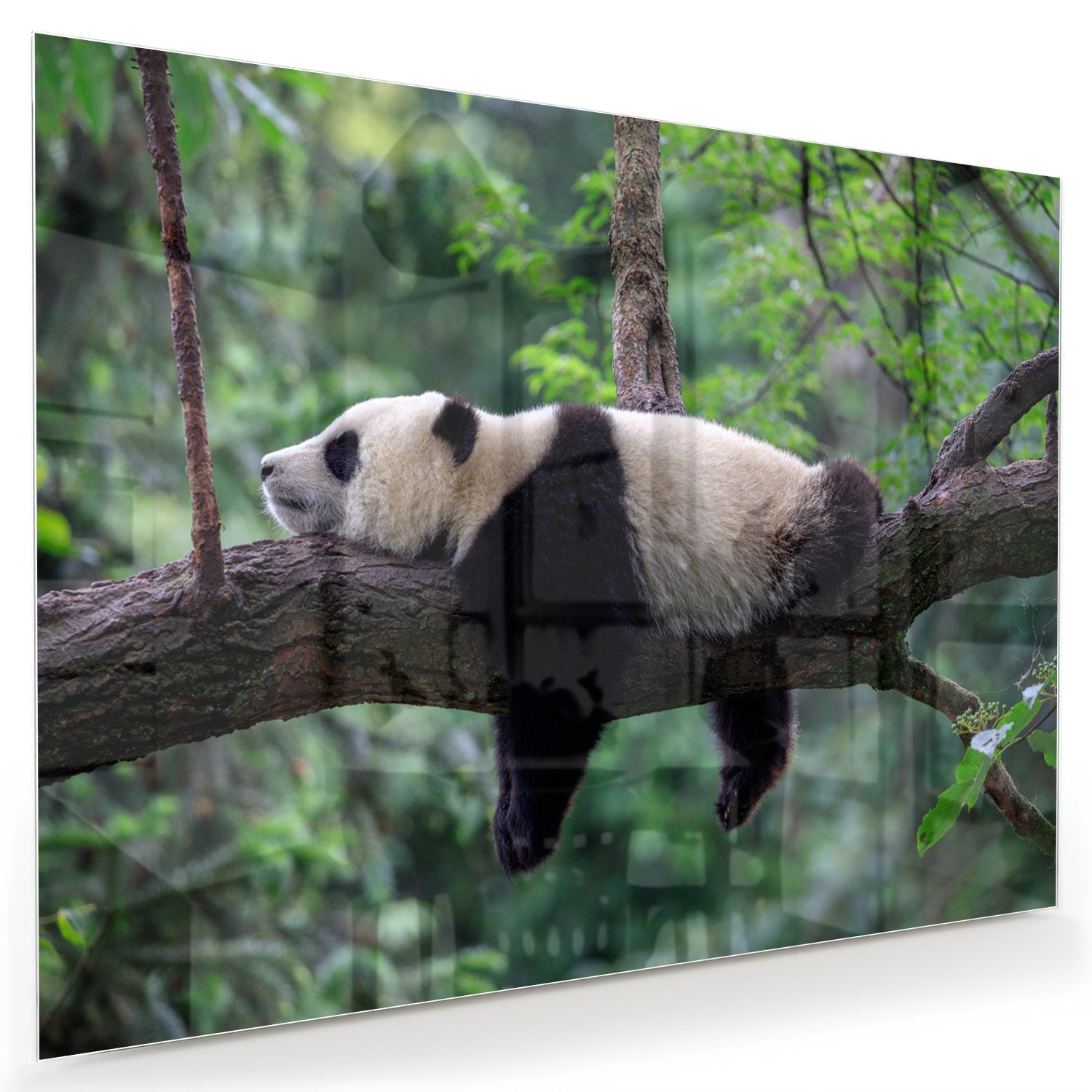 Glasbild mit entspanntem Panda auf einem Ast