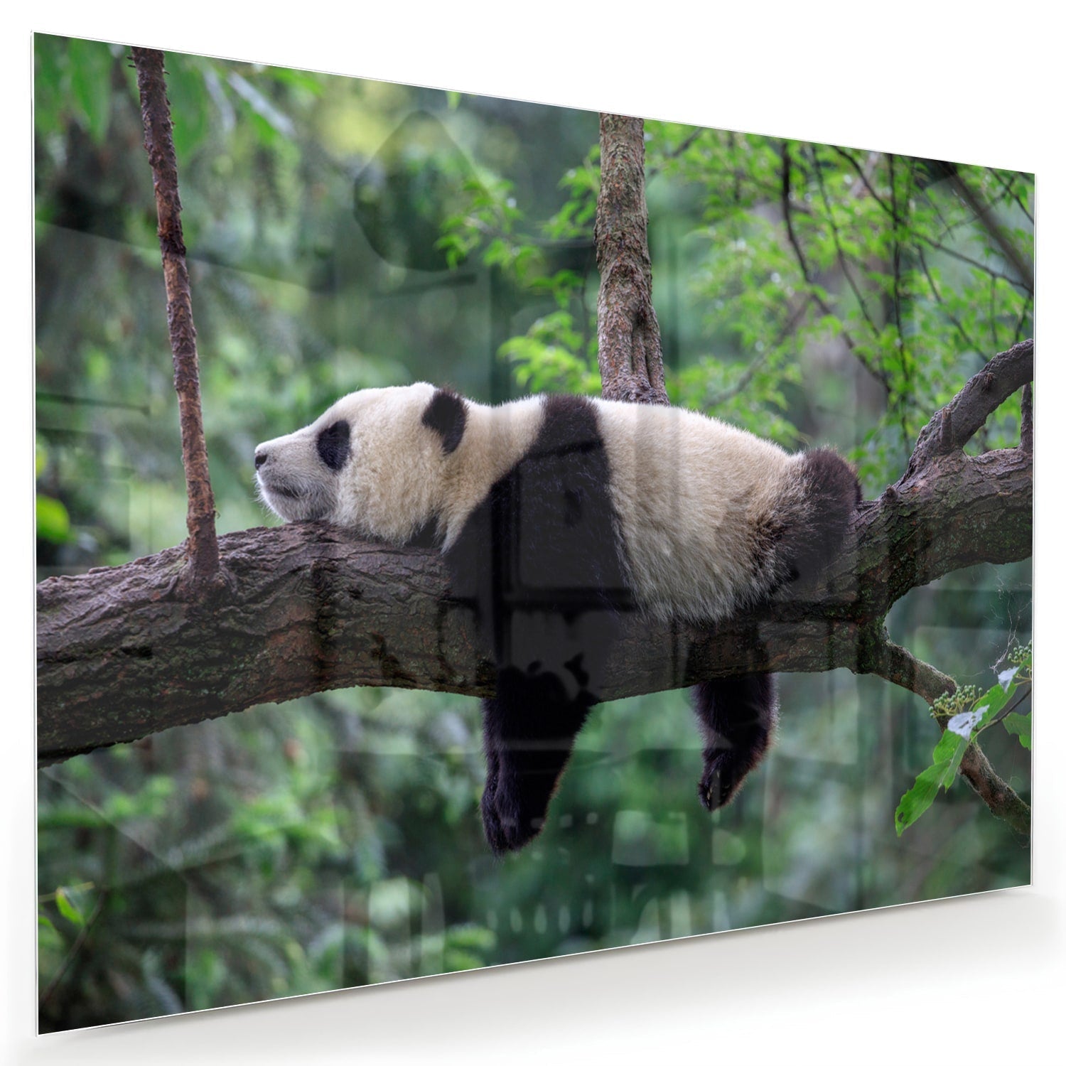 Ontspannen Panda auf Tak - Glasbild als moderne Glas-Wanddekoration aus 4 mm Sicherheitsglas