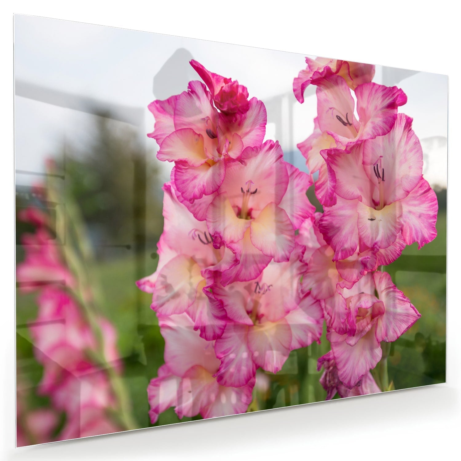 Glasbild mit wunderschönen rosa Gladiolen