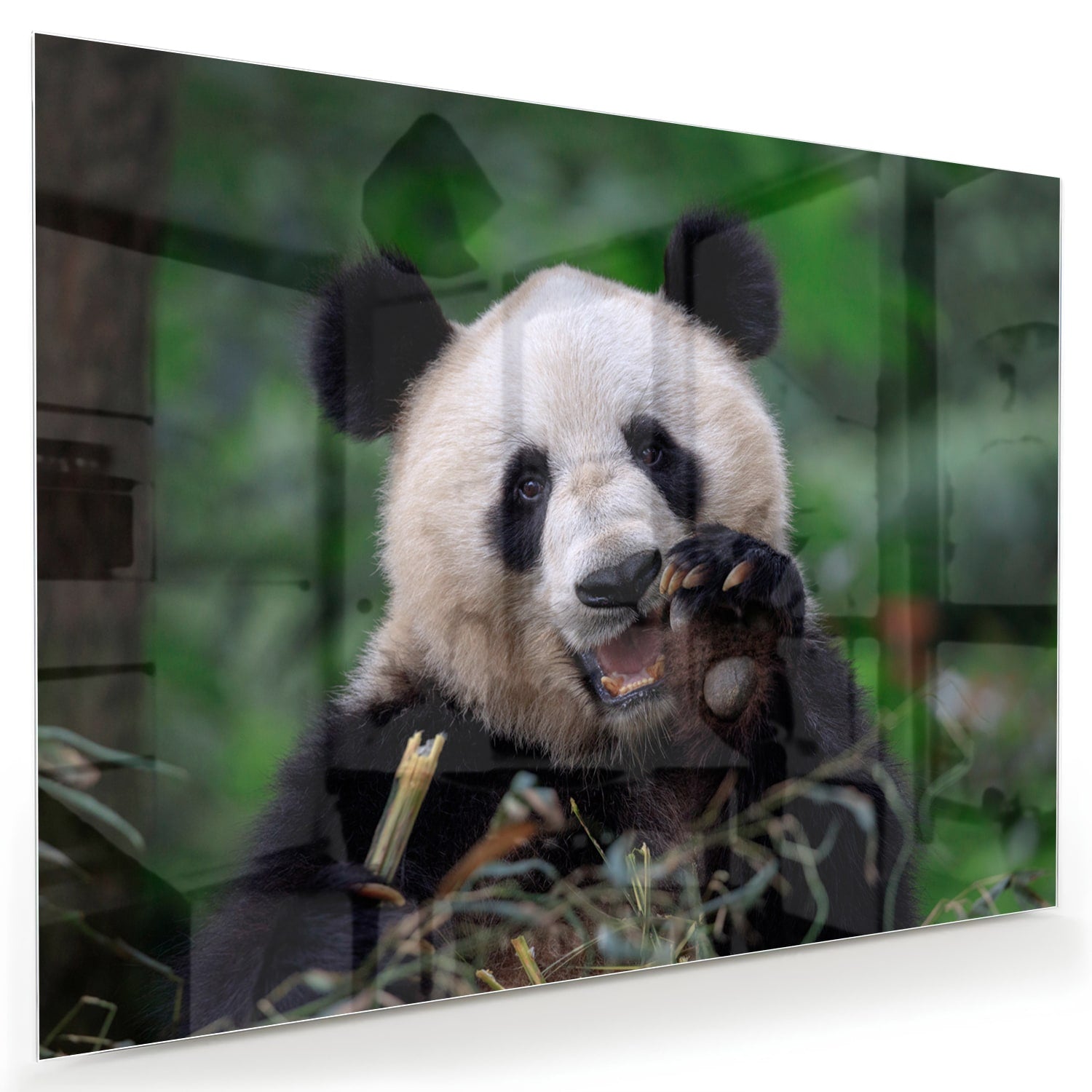 Glasbild mit einem niedlichen Panda in grüner Landschaft