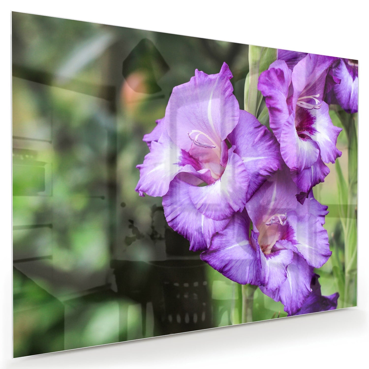 Violette Gladiolen: elegantes Glasbild für Zuhause