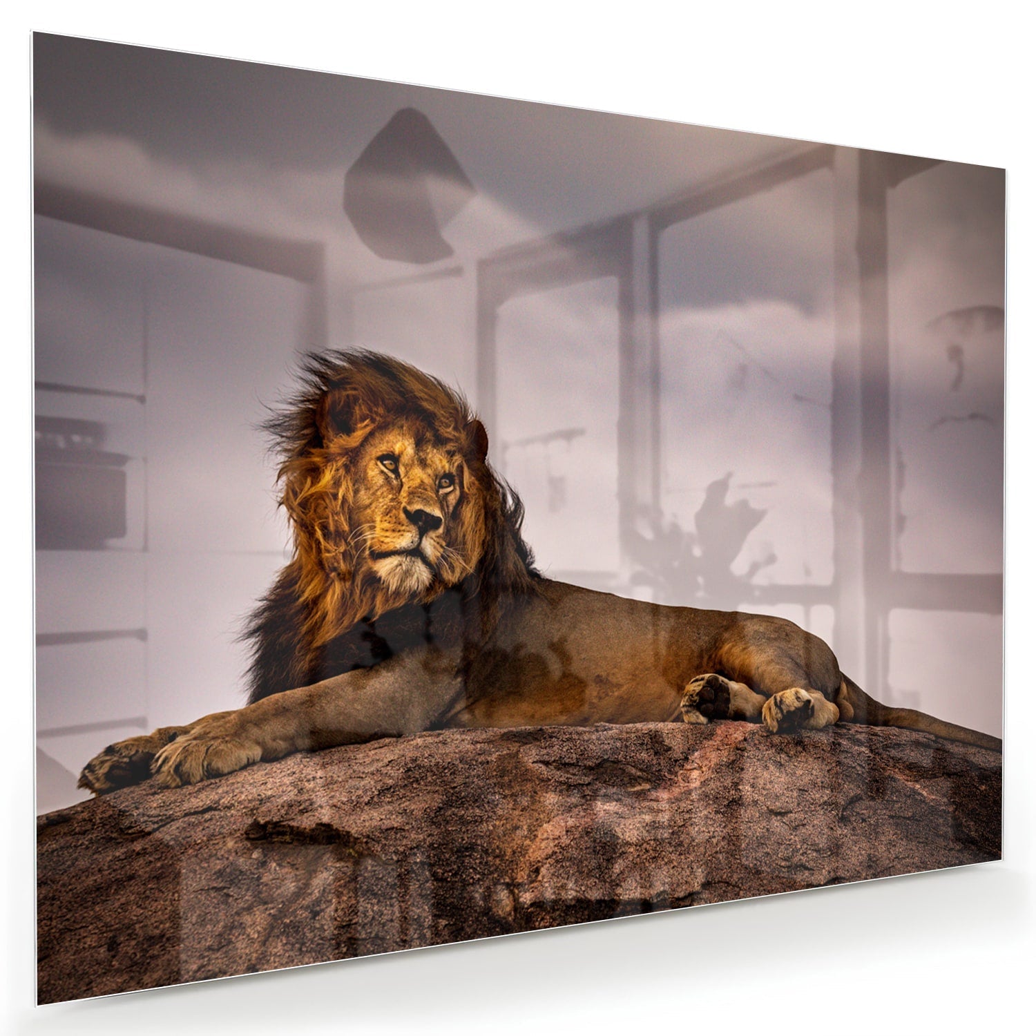 Glasbild – Majestätischer Löwe