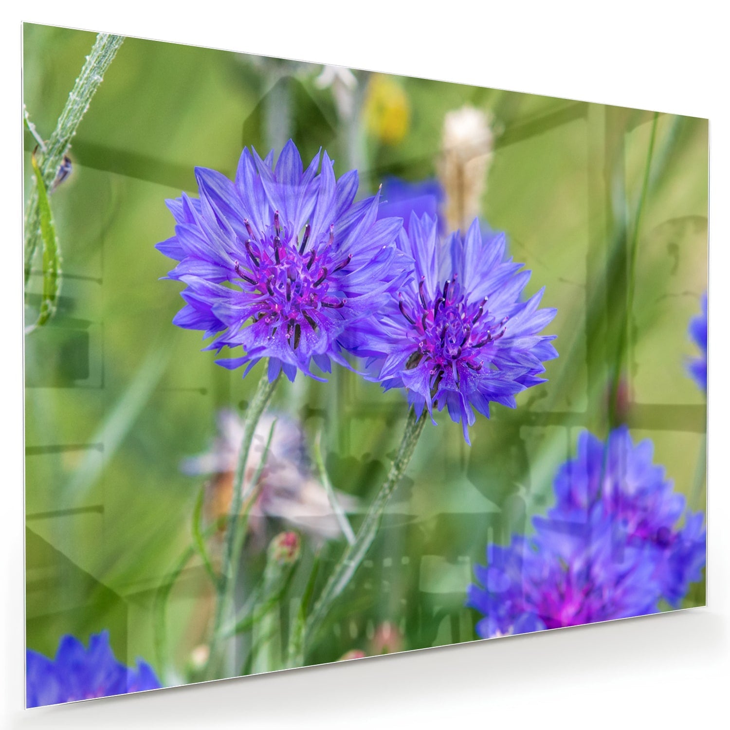 Glasbild mit violetten Blumen für moderne Einrichtungen