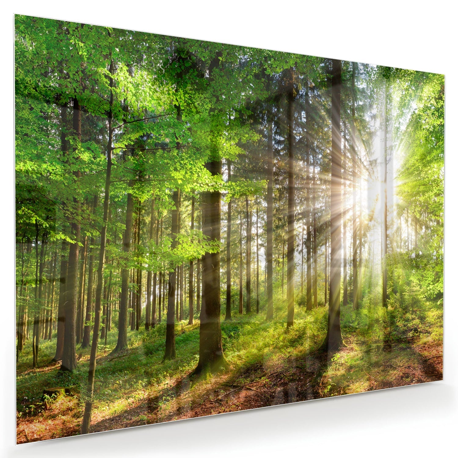 Glasbild mit sonnigem Wald für die Wohndekoration