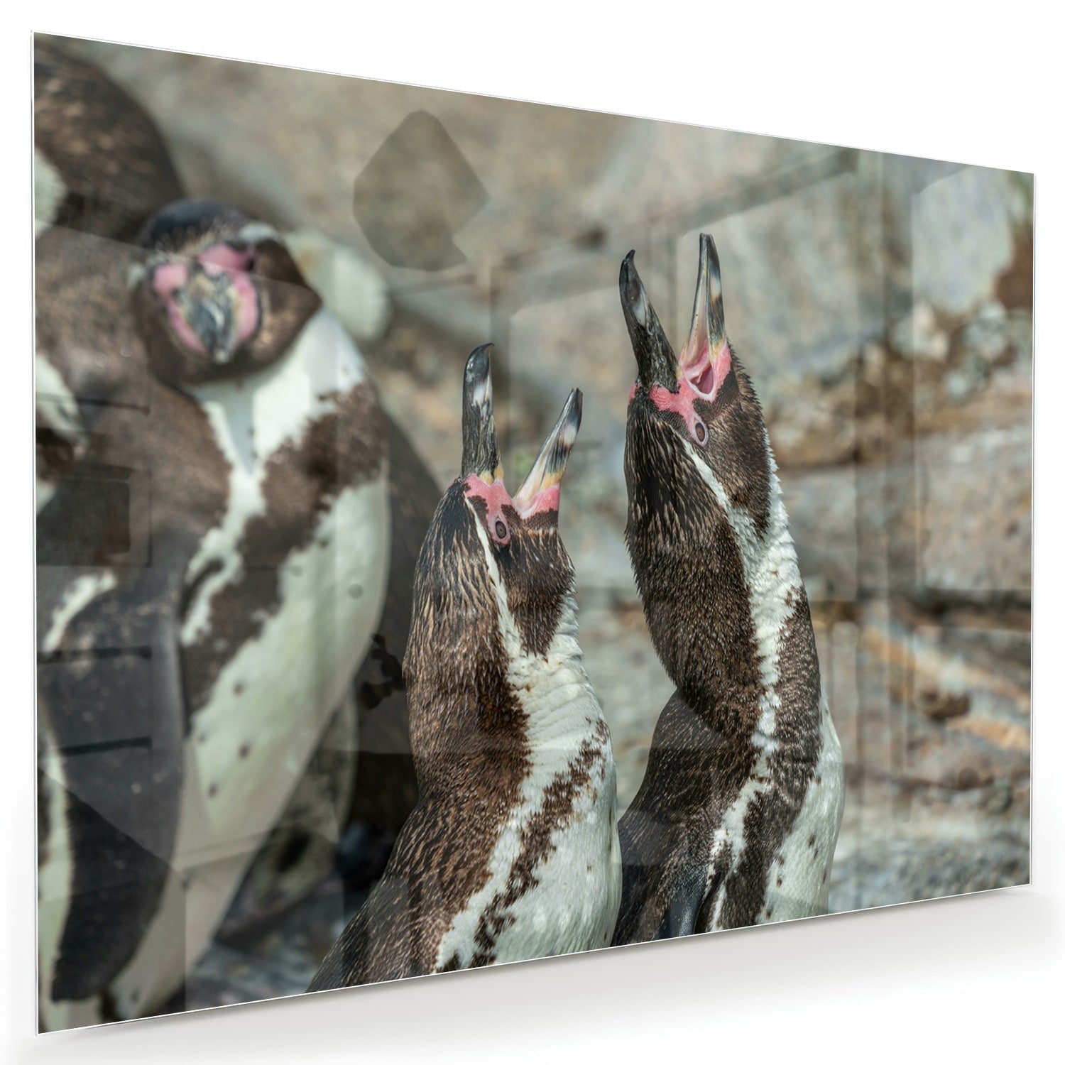 Glasbild mit fröhlichen Pinguinen in natürlicher Umgebung