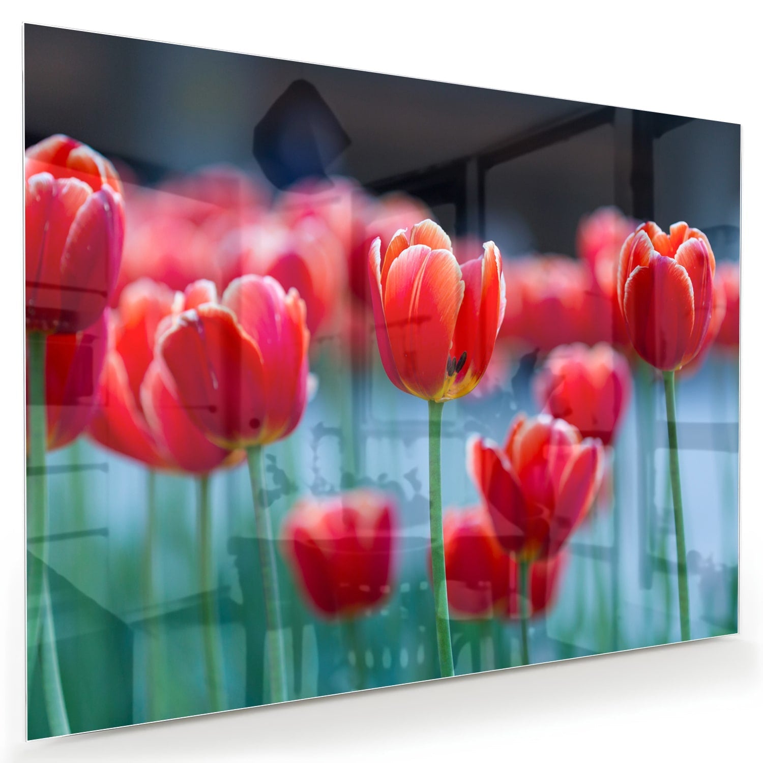 Glasbild – Lebendige rote Tulpen
