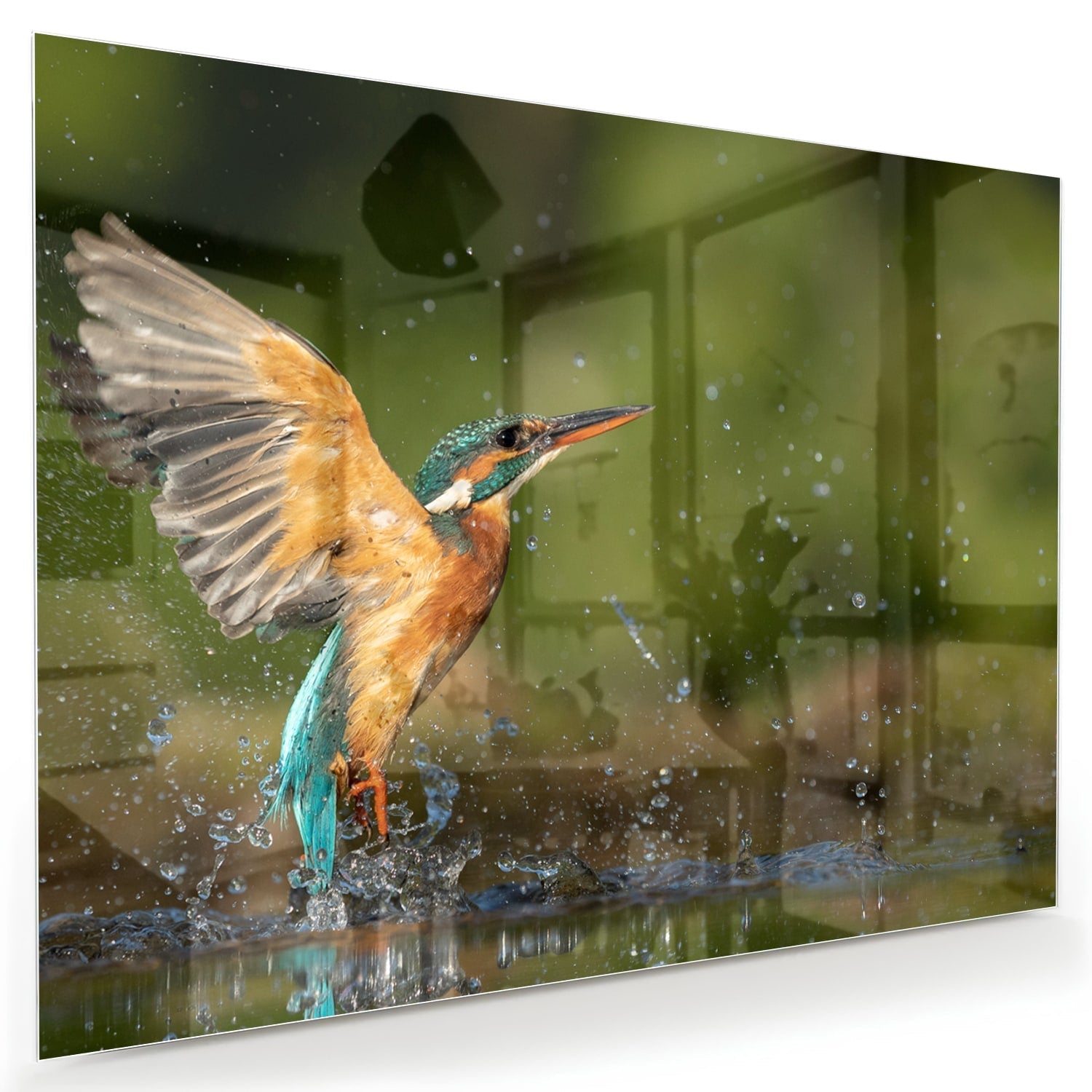 Glasbild mit einem farbenfrohen Eisvogel
