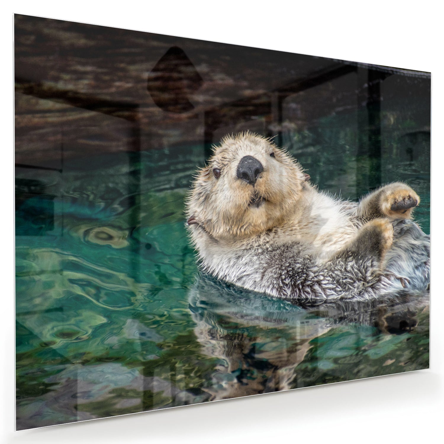 Glasbild mit schwimmendem Seeotter
