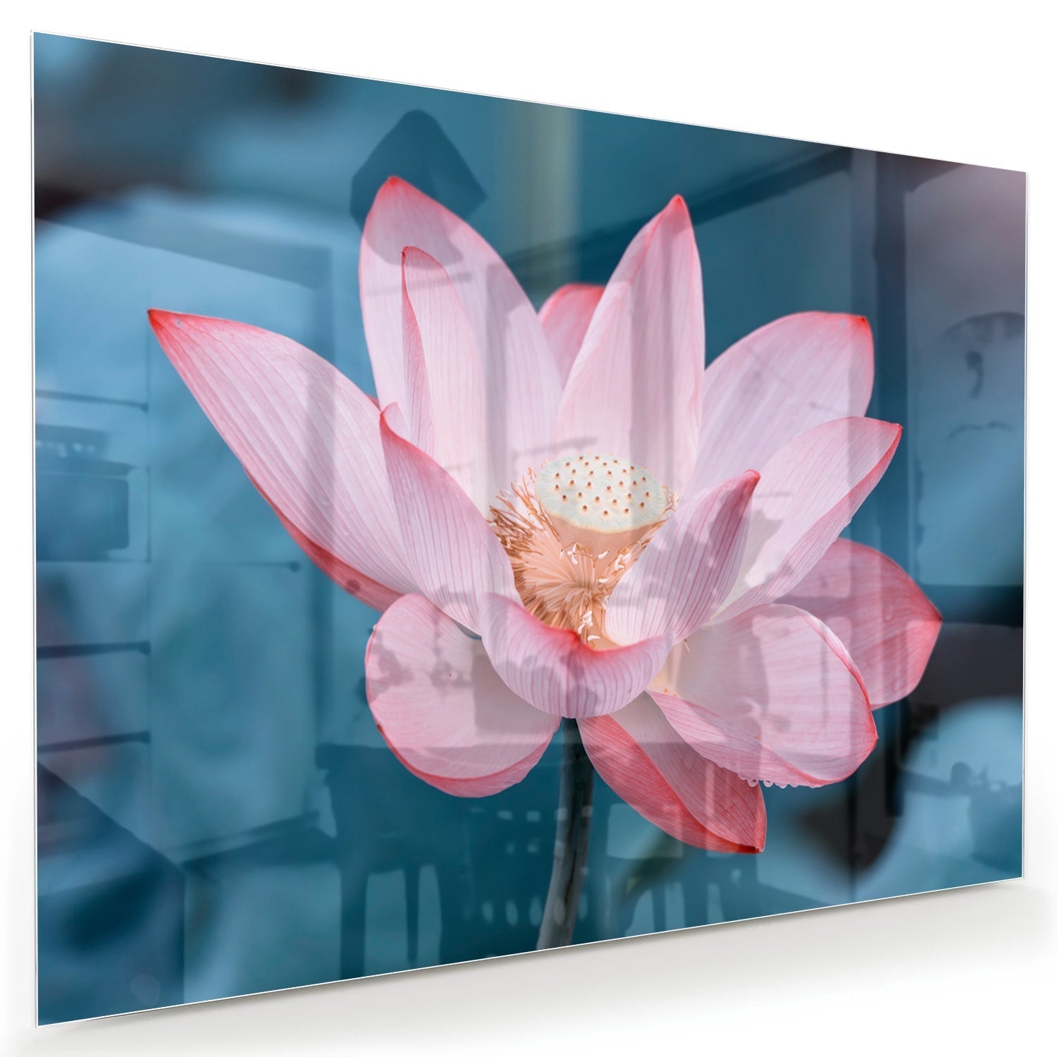 Wunderschönes Glasbild mit rosa Lotus