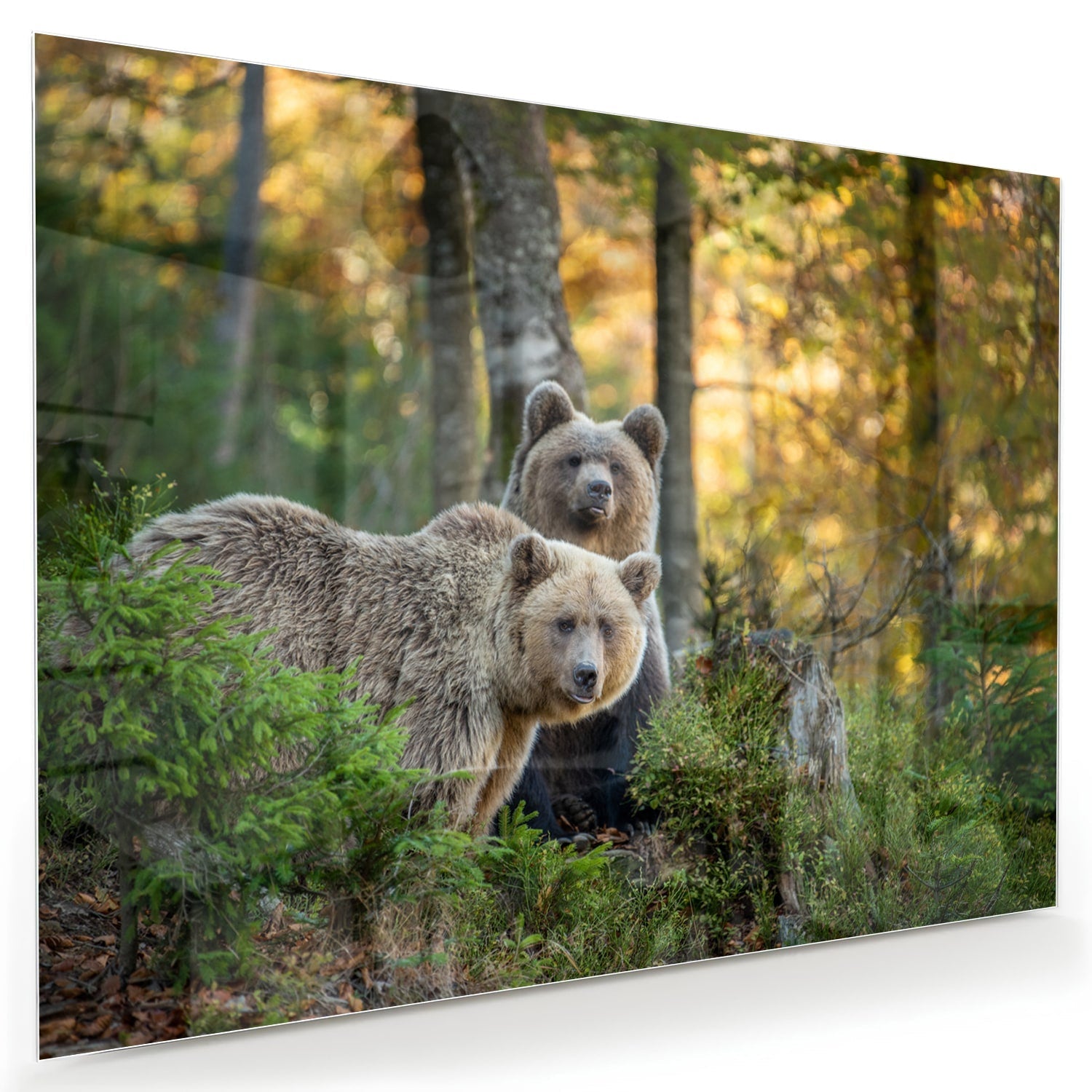 Glasbild mit zwei niedlichen Bären im Wald