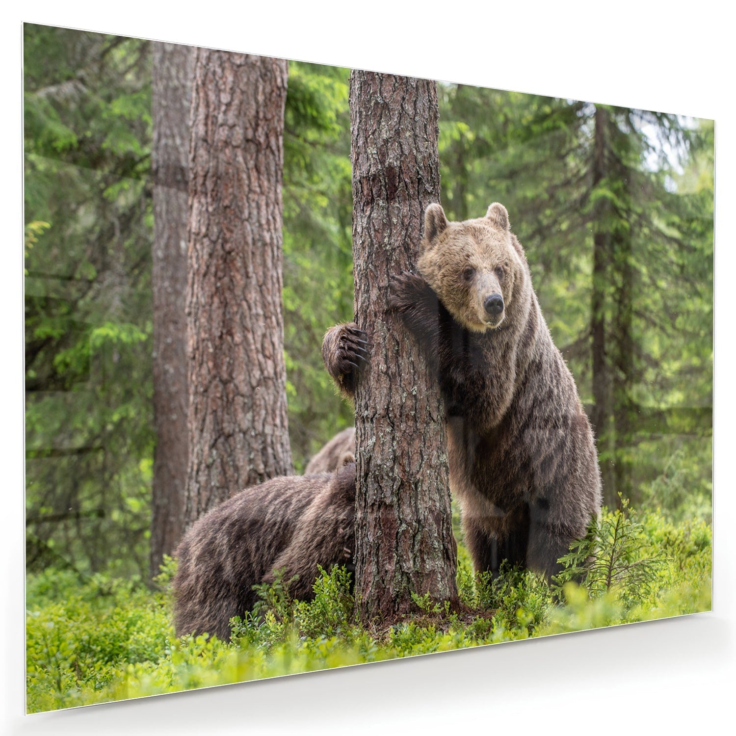 Glasbild mit beeindruckenden Grizzlybären in der Wildnis