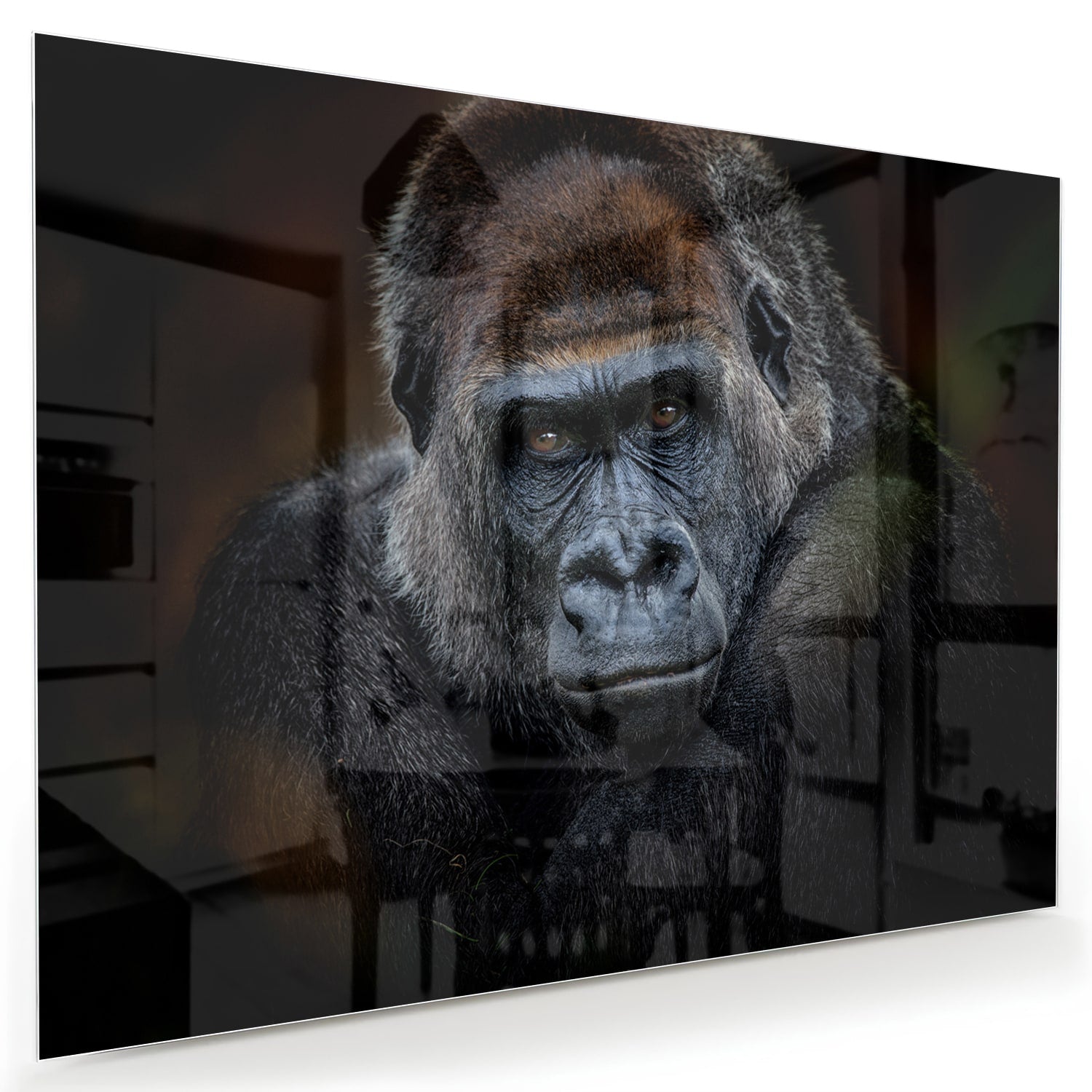 Beeindruckendes Glasbild mit einem Gorilla